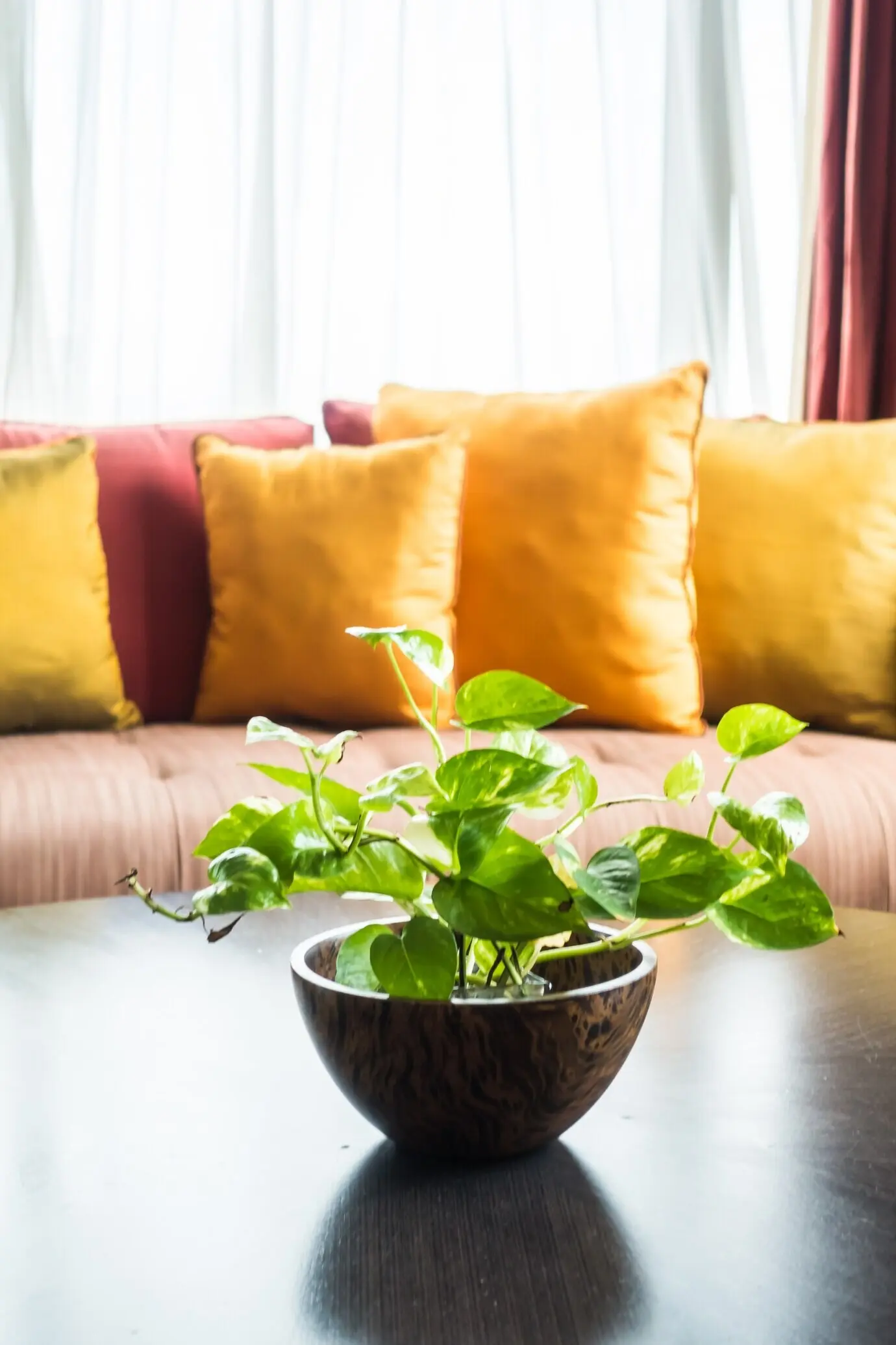 Eine Pflanze in einer Vase